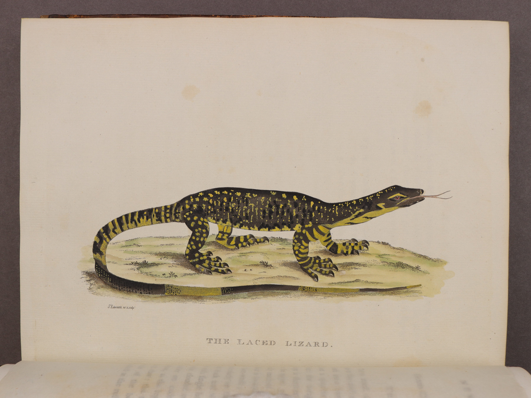 Plate 48